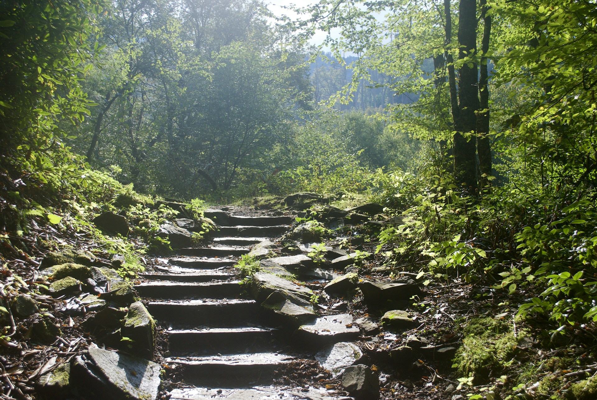 Forest path and stairs representing progression through addiction treatment levels of care